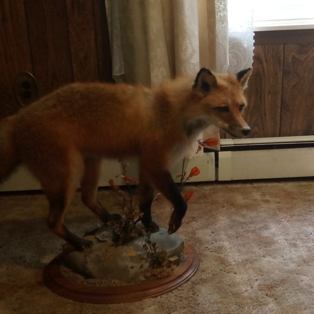 A red fox